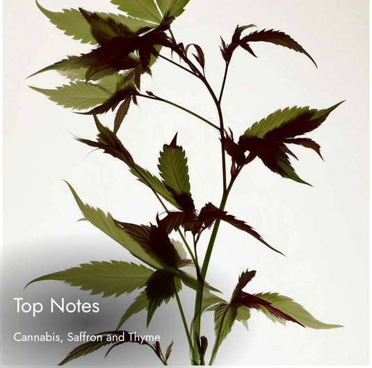 Match Sliq Quin
Mysterious. Luxurious. Seductive. Inspired By
Creed Queen of Silk Eau de Parfum