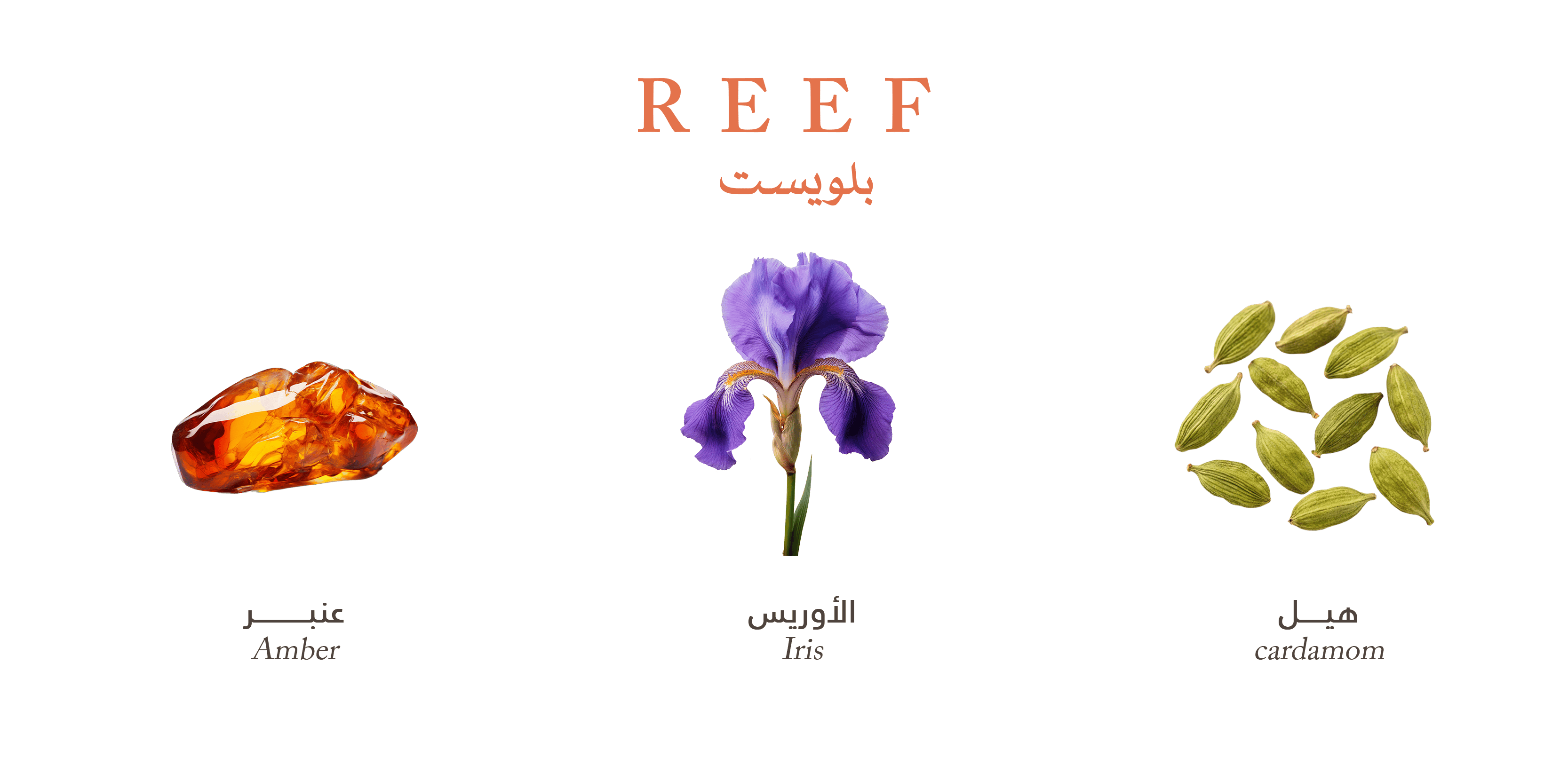 REEF Bluest Perfume – 200 ml (Men)