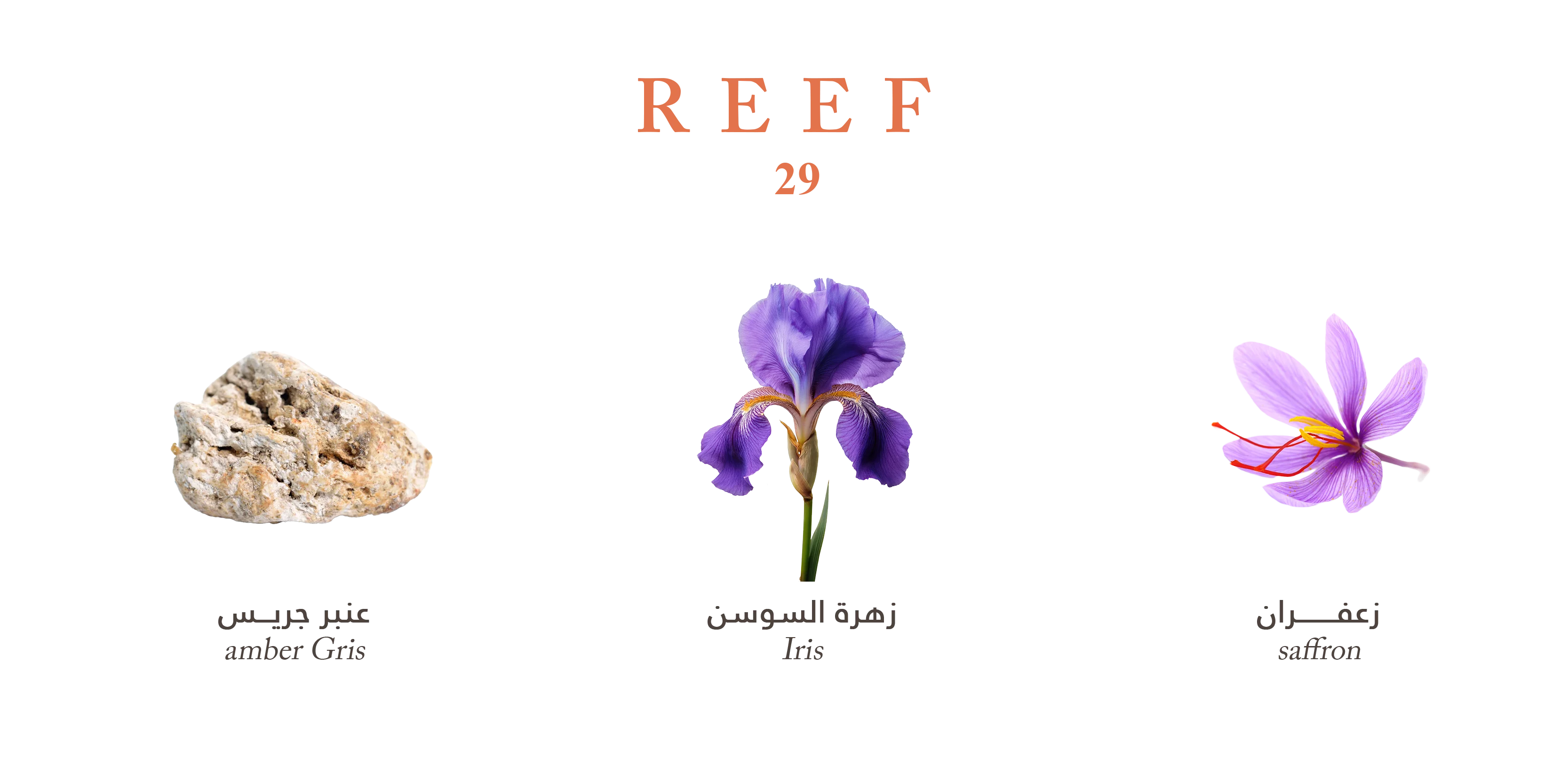REEF 29 Perfume – 100 ml (Unisex)