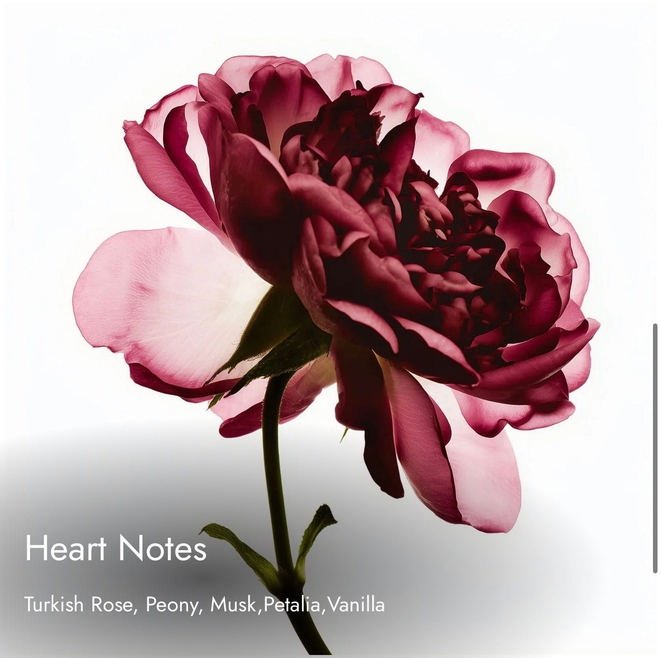 Match Lina
Romantic. Elegant. Gracefully feminine. Inspired By

Parfums de Marly Delina