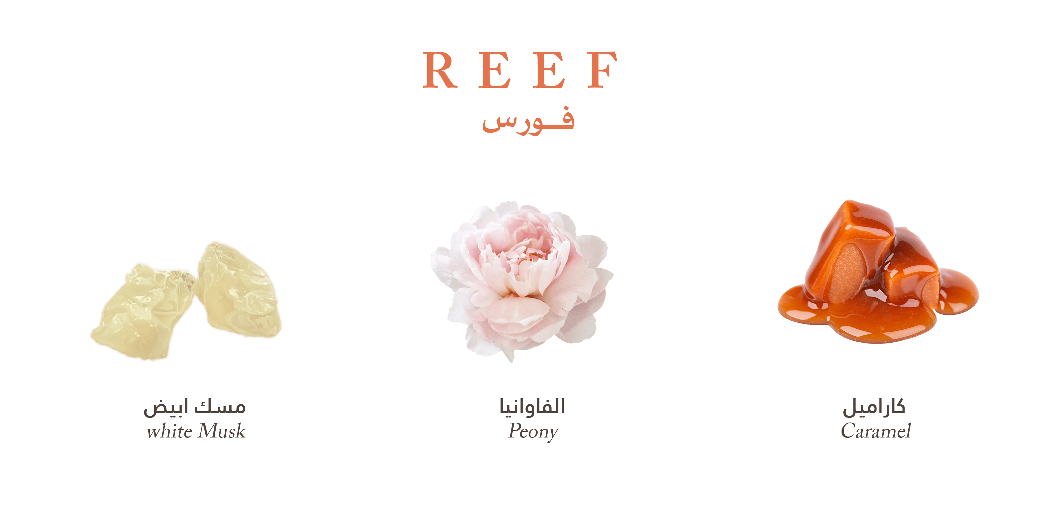 Force by REEF Perfume – Unisex Fragrance – 100 ml